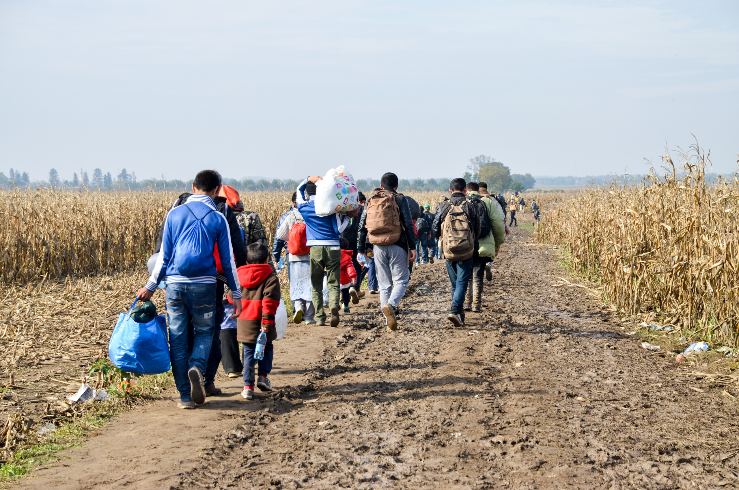 Group of War Refugees walking in cornfield. Syrian refugees cros